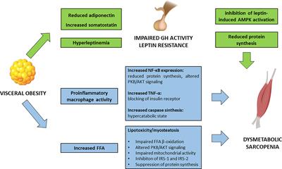 The Impact of Dysmetabolic Sarcopenia Among Insulin Sensitive Tissues: A Narrative Review